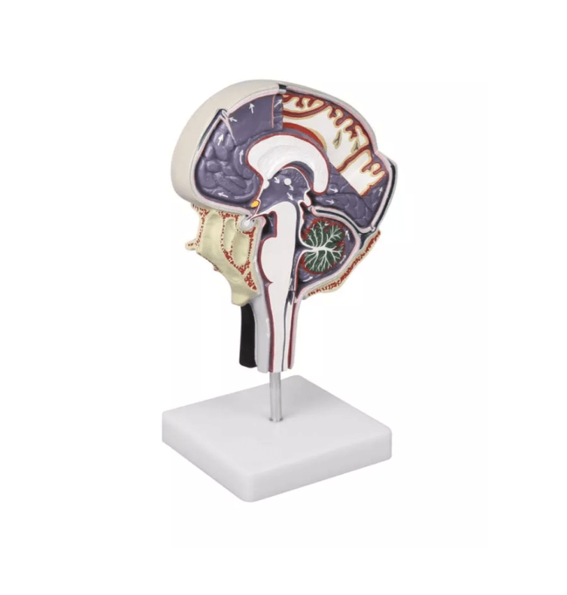 Hirnflüssigkeitskreislauf - Erler - Zimmer